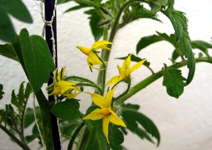 Nachtschattengewächs yellow garden