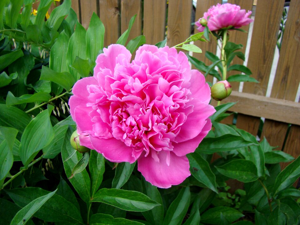 Beautiful garden fence