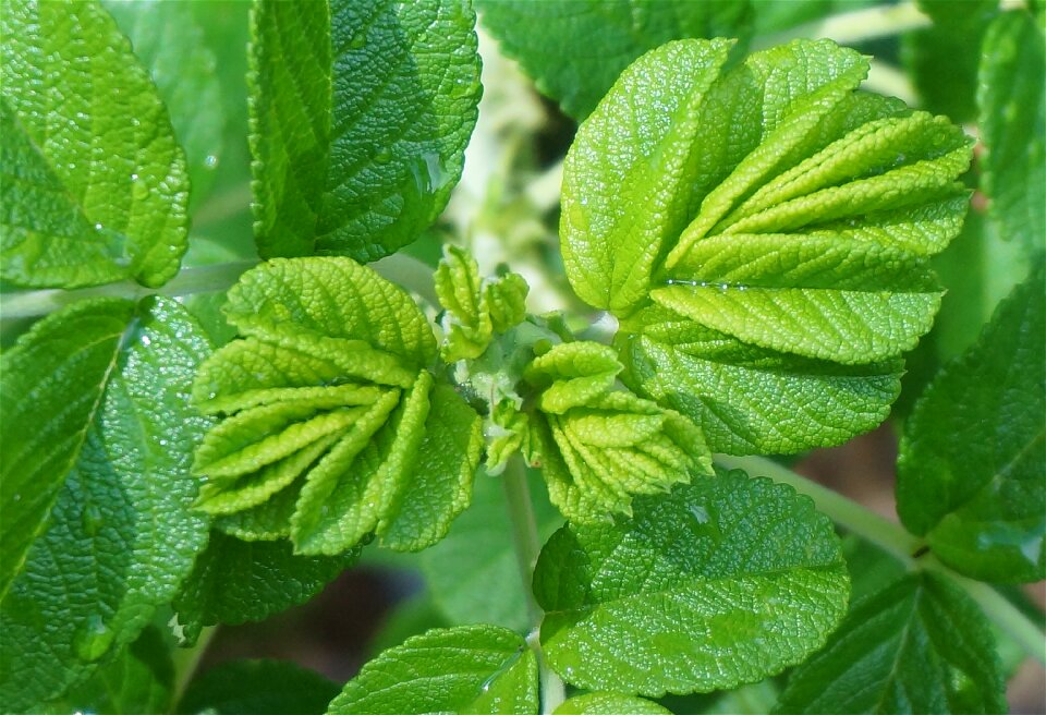 Rain-wet green plant
