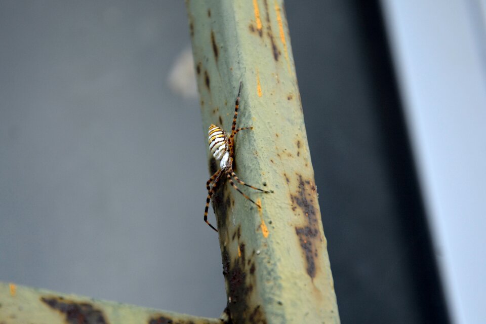 Insects nature spider