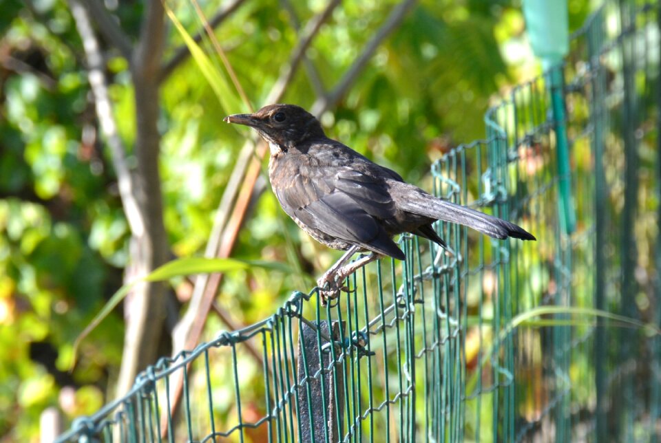 Ave passerine nature