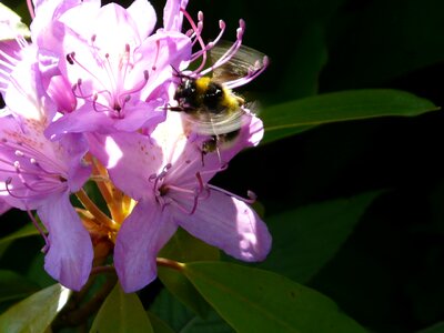 Bug pollen honey