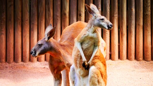 Zoo herbivores australia