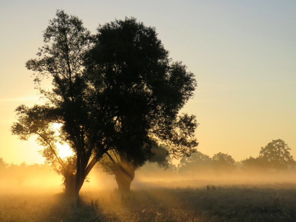 Mood morgenstimmung tree