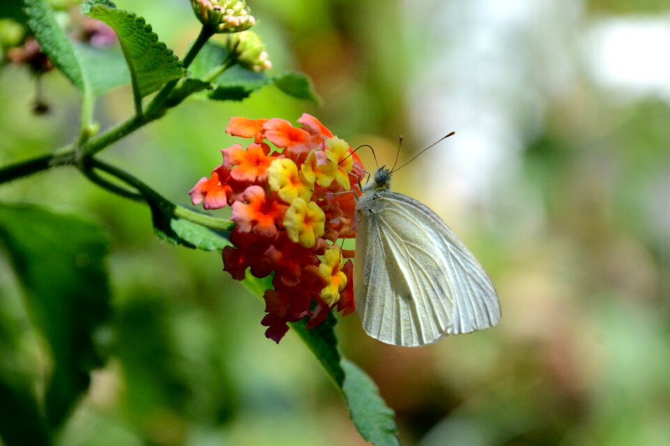 Insects lepidoptera libar