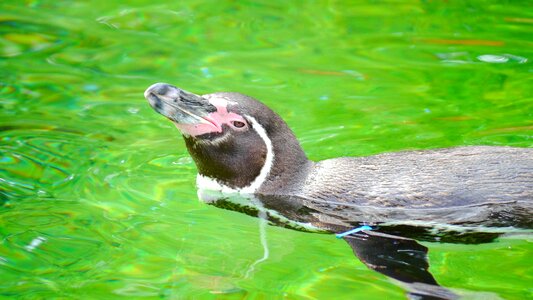 Water bird animal swim