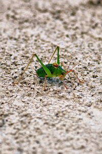 Insect green macro