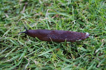 Nature slick mollusk