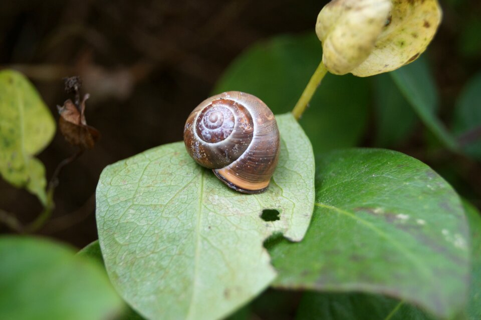 Nature leaf animal