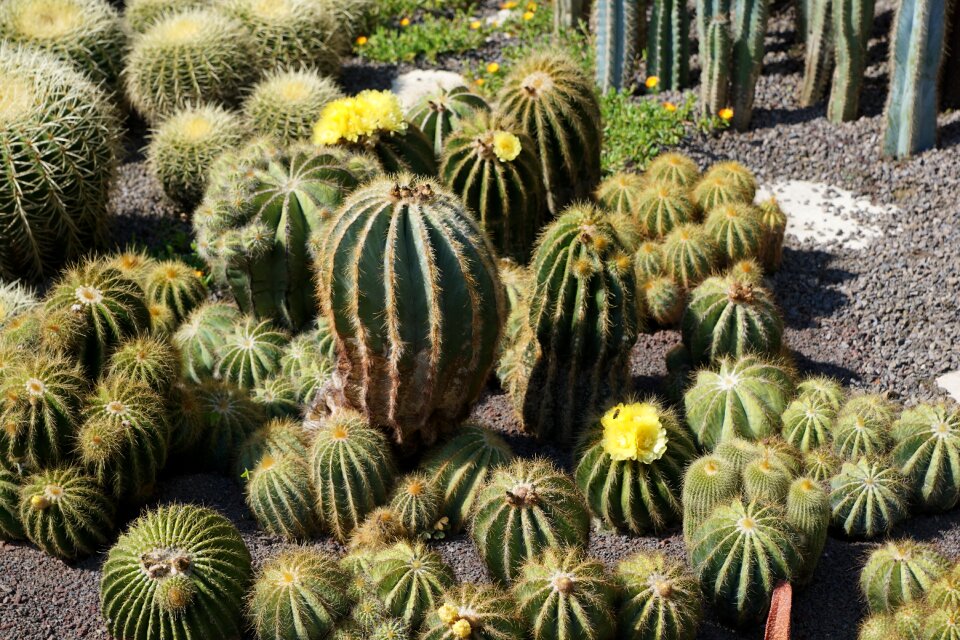 Plant botanical garden überlingen