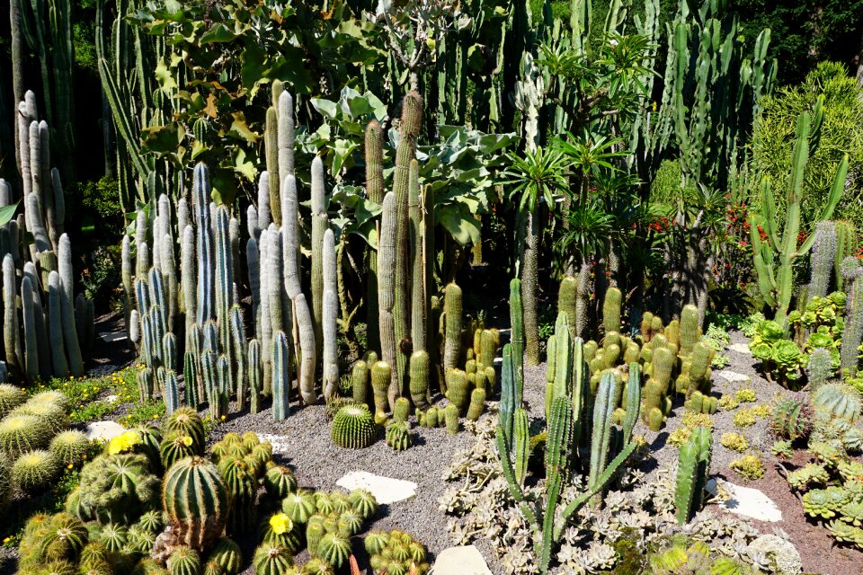Plant botanical garden überlingen