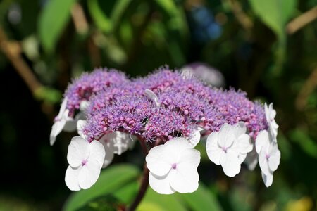 Nature purple green