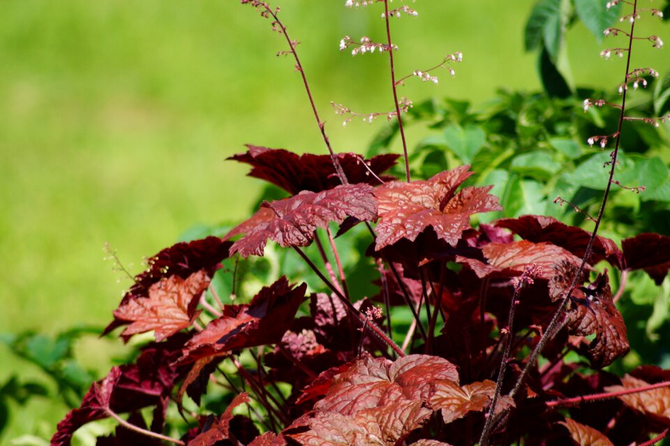 Summer nature plant