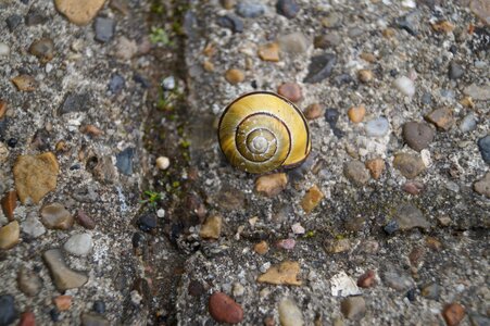 Insect creature mollusk