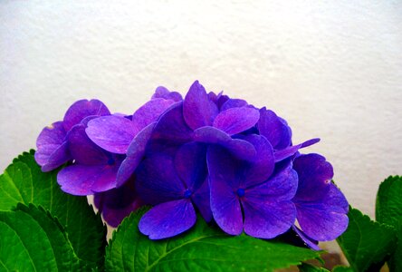 Bloom flower blue blossom photo