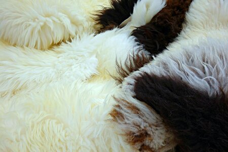 Sheep fluffy animal hide