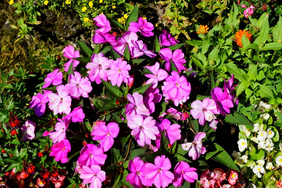 Botanical garden überlingen spring