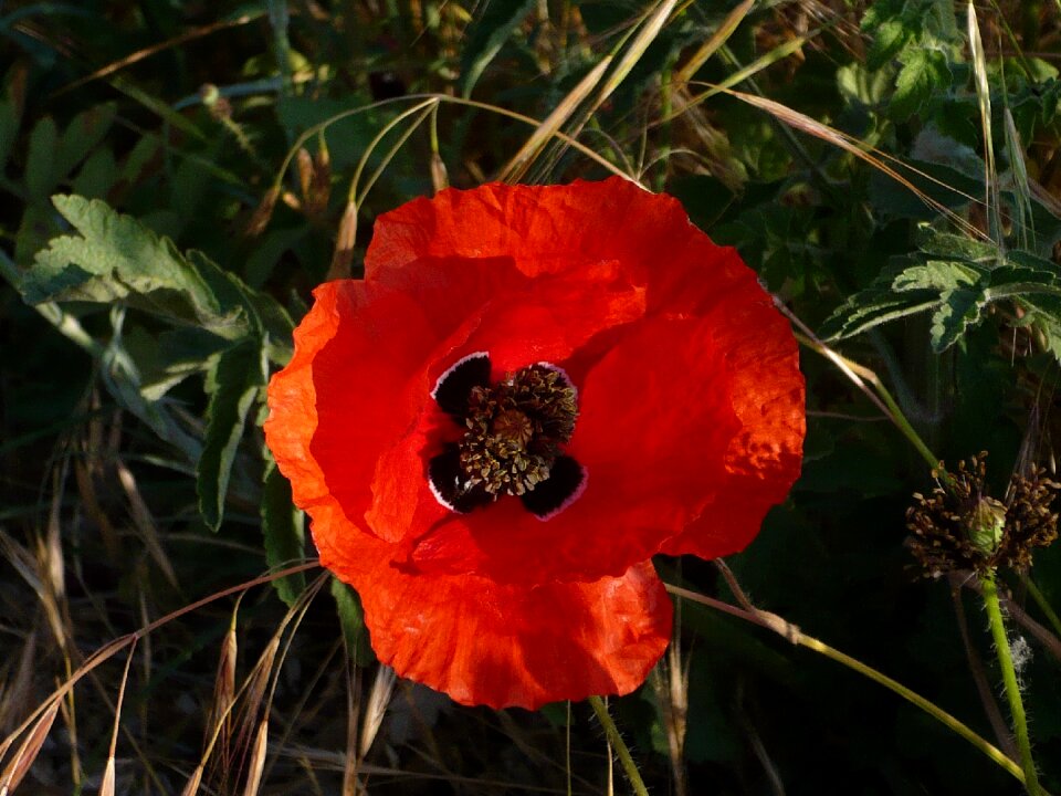 Flower red wild