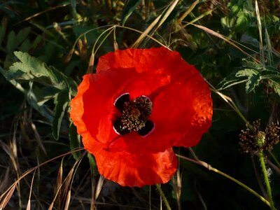 Flower red wild