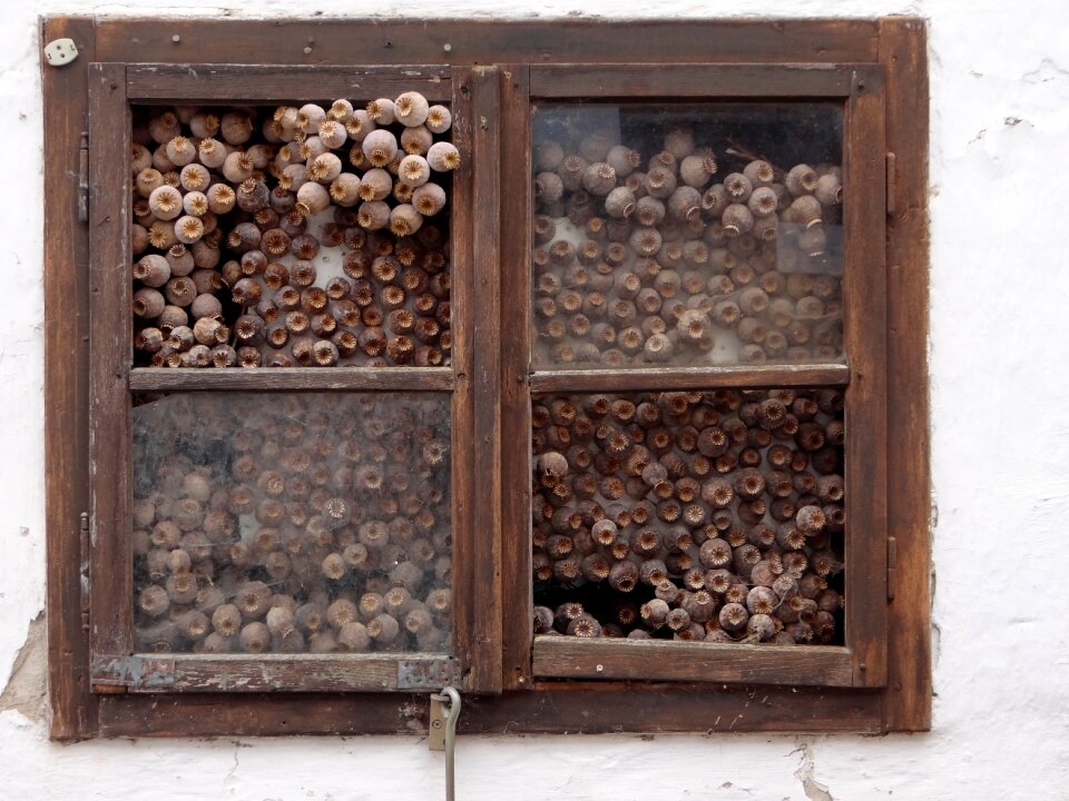 Poppy capsules seed capsules window