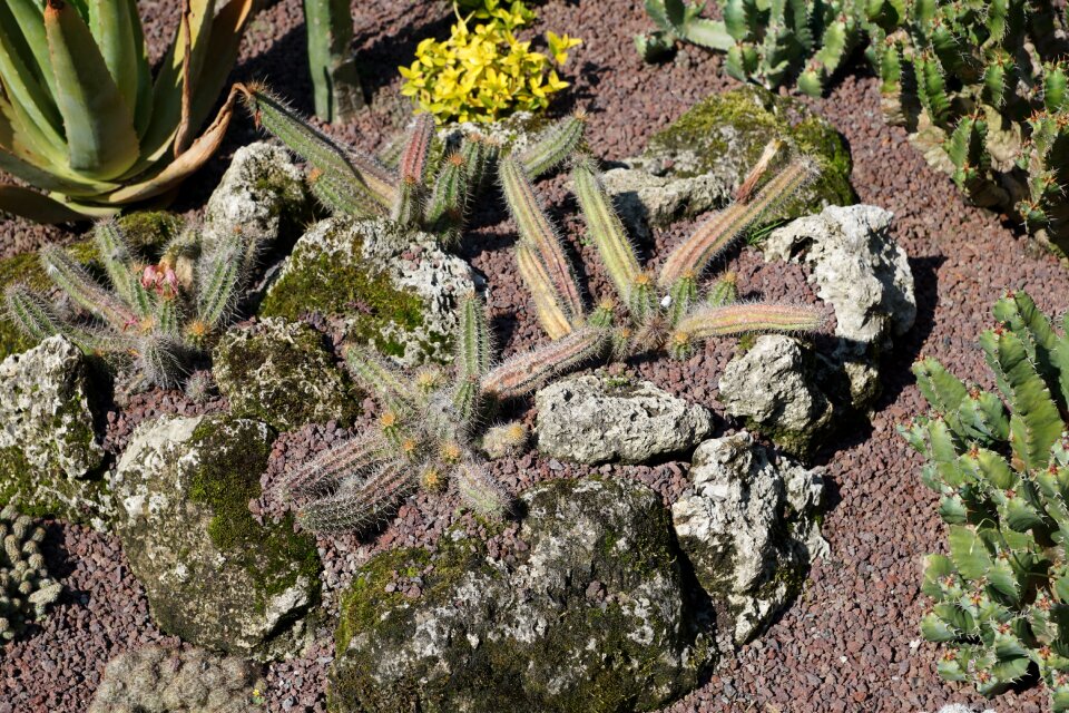 Botanical garden überlingen earth