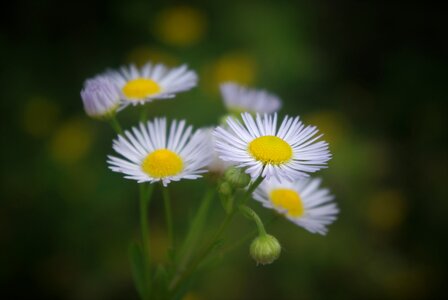 Plant leaves blossom