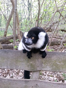 Black and white monkey nature
