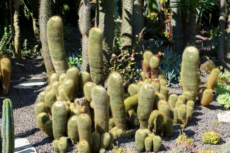 Plant botanical garden überlingen
