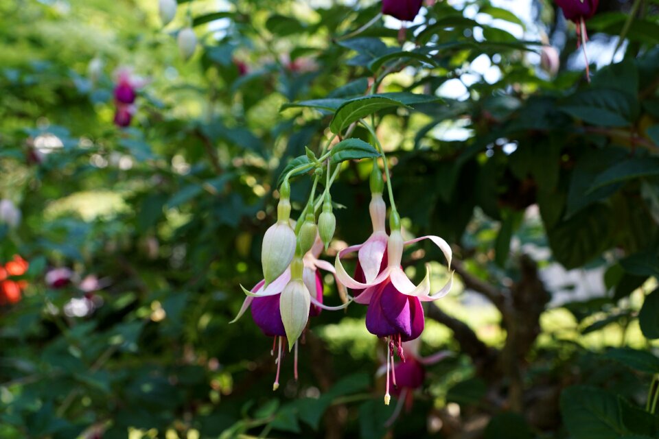 überlingen nature purple