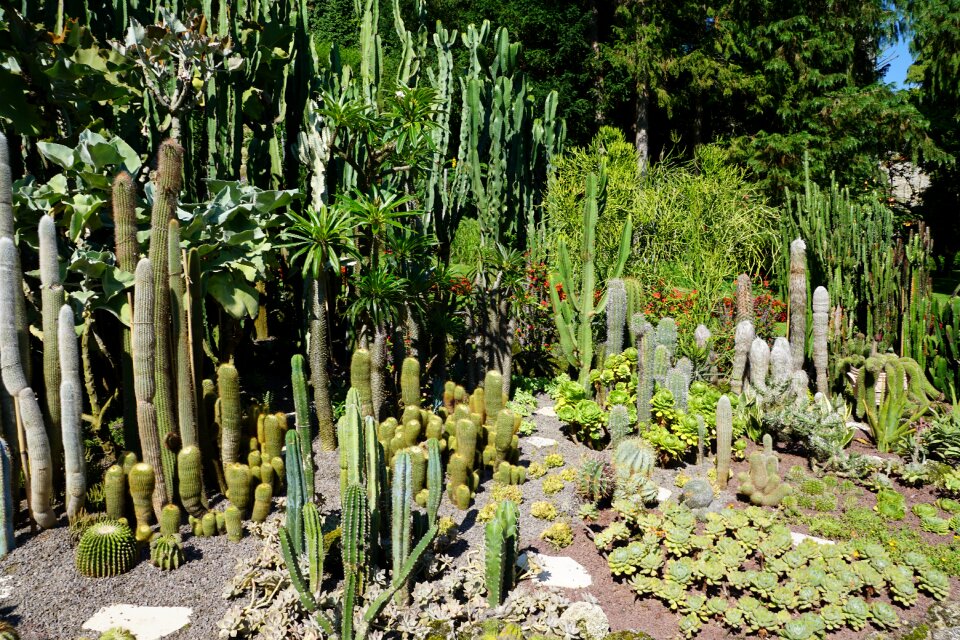Plant botanical garden überlingen