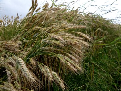 Ear cornfield nourishing rye