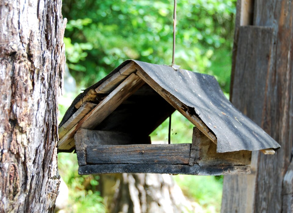 Bird feeder old woods