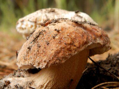 Fungus white fungus