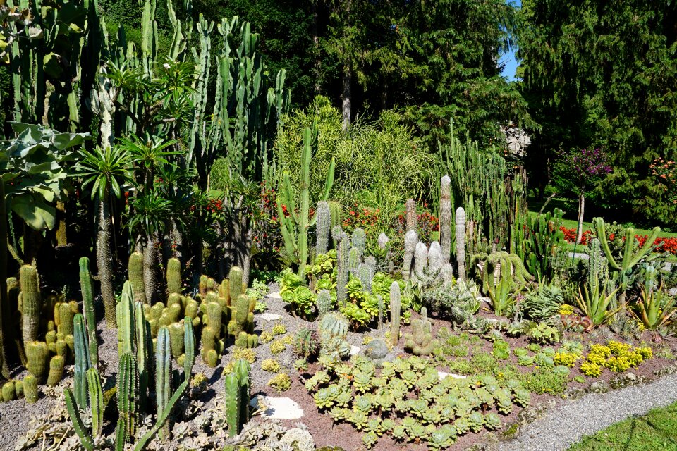 Lake constance plant green