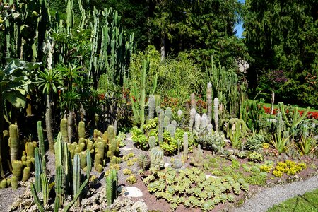 Lake constance plant green