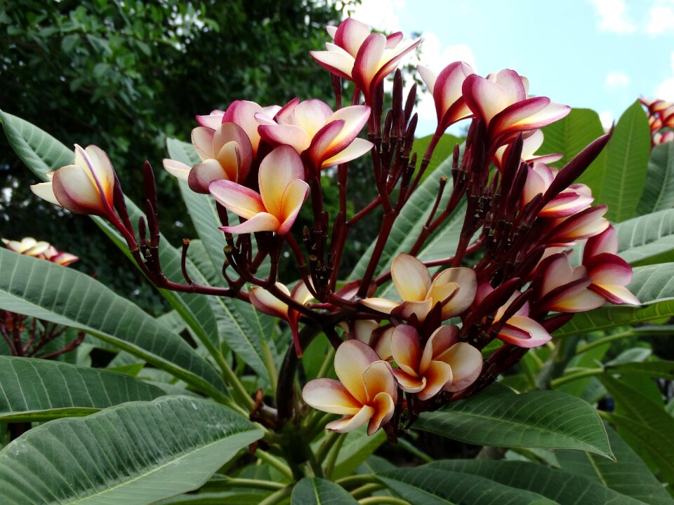 Garden nature flowering