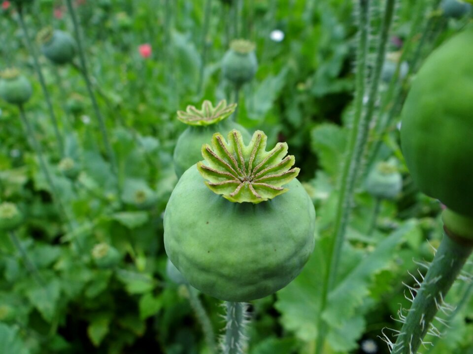 Capsule mohngewaechs boll