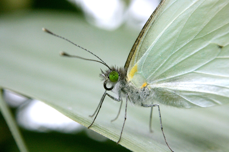 Insect butterfly macro