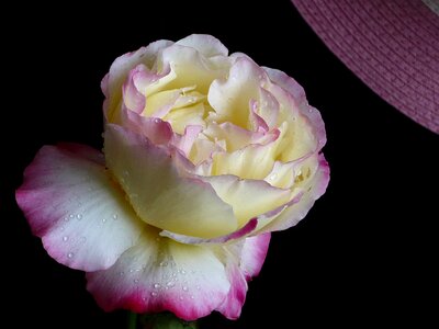 Rosa flower yellow