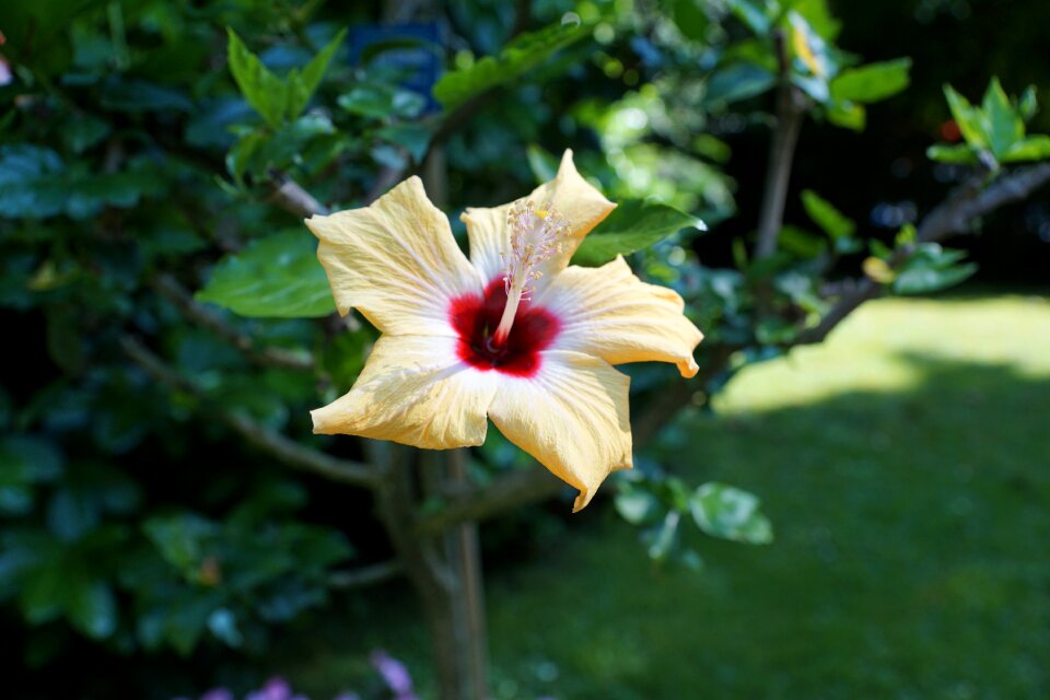 Plant hibiscus botanical garden