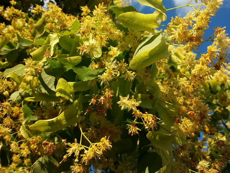 Nature yellow flower tree