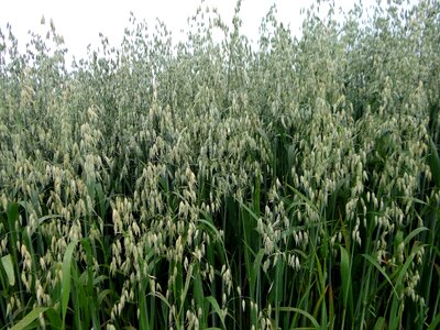 Green cornfield grain