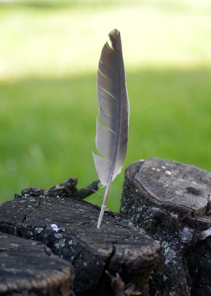 Trunk a feather nature