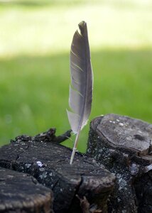 Trunk a feather nature