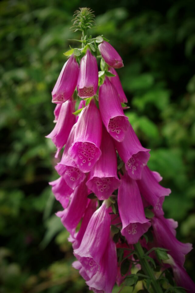 Toxic flowers common foxglove