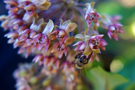 Bees to obtain nectar nature flowers