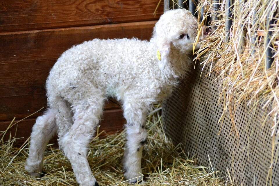 Schäfchen easter wool