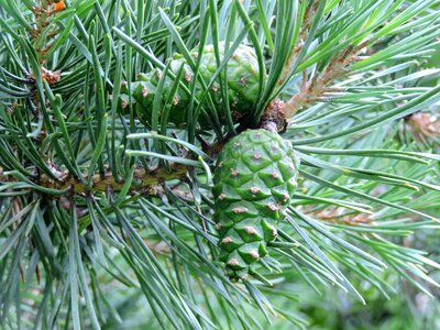 Pine cones branch of course