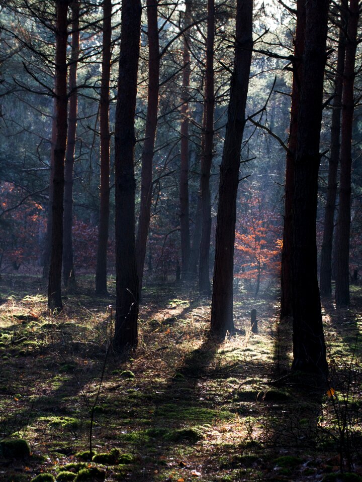 Autumn forest light beam morgenstimmung