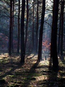 Autumn forest light beam morgenstimmung photo